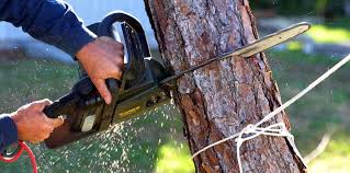 Professional Tree Care in Tiburon, CA