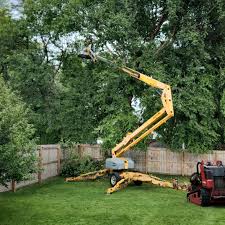 Best Lawn Disease Treatment  in Tiburon, CA