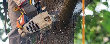 Best Arborist Consultation Services  in Tiburon, CA