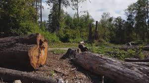 How Our Tree Care Process Works  in  Tiburon, CA