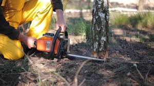 Best Lawn Maintenance Plans  in Tiburon, CA