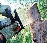 Best Tree Removal  in Tiburon, CA