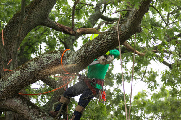 Best Tree Cabling and Bracing  in Tiburon, CA