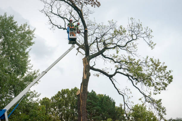 Trusted Tiburon, CA Tree Care Experts