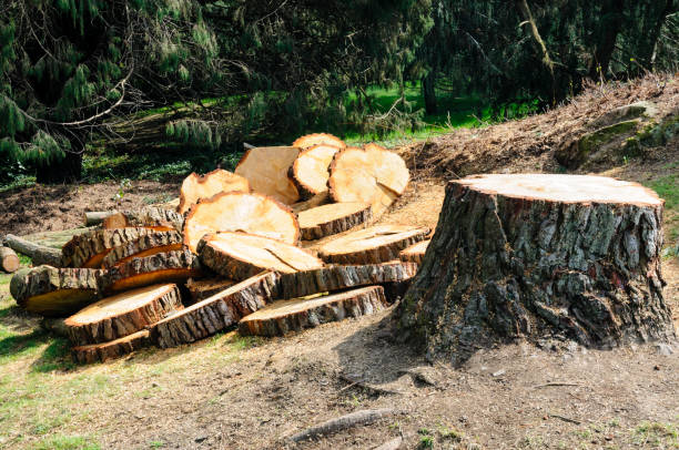 Best Tree and Shrub Care  in Tiburon, CA